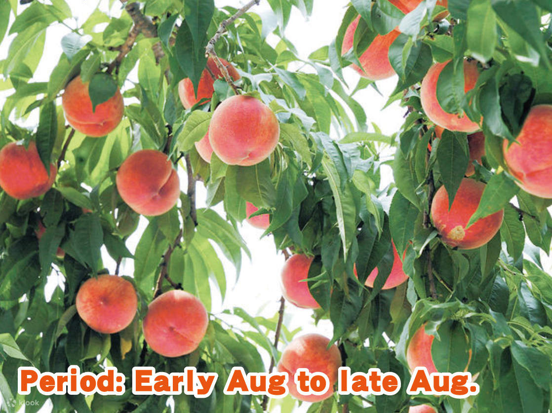 Ikaho Onsen Stone Stairs, Gunma Maitake Center, Kichijoji Oneday Bus
