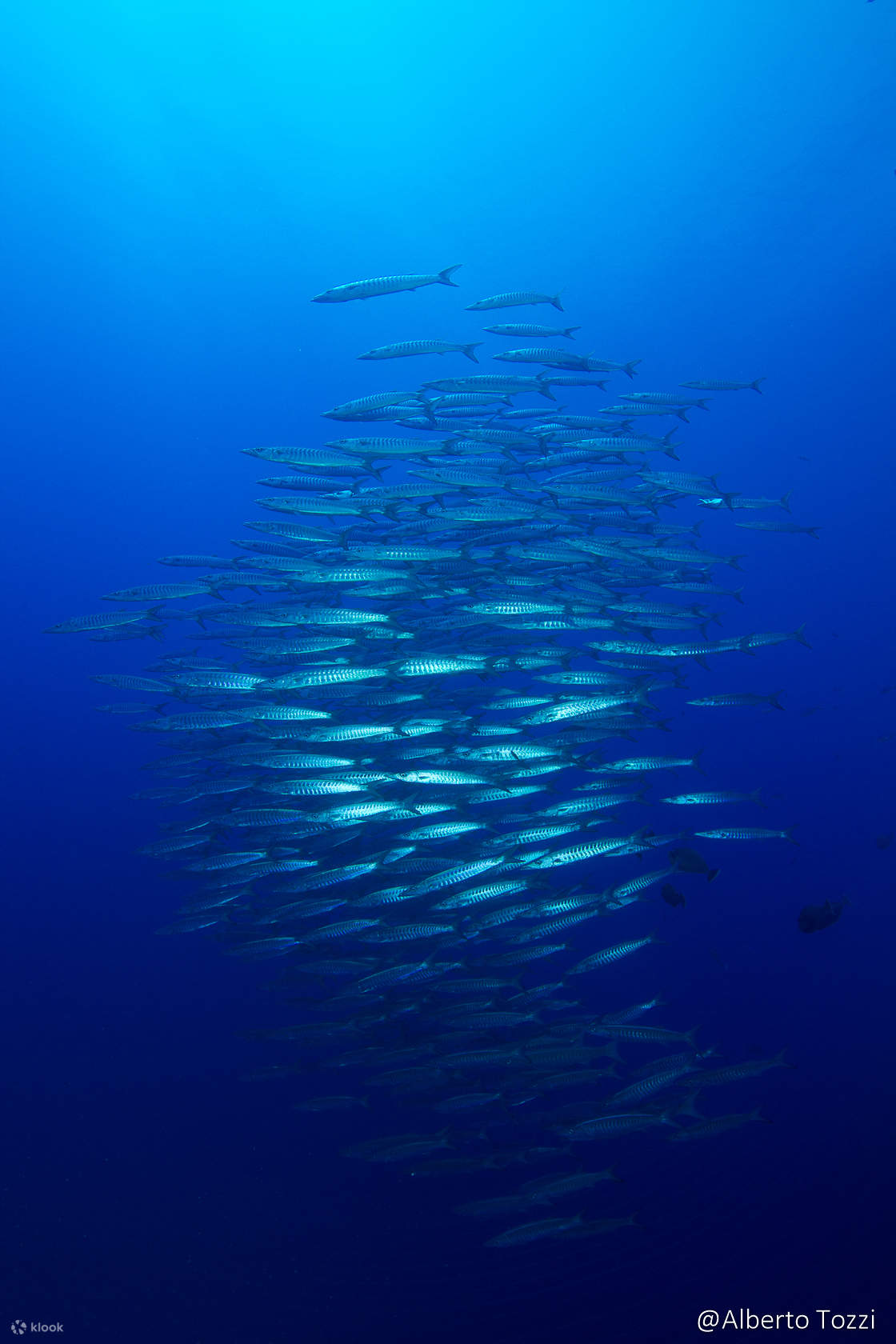 Đắm mình vào thế giới kỳ diệu dưới nước khi bạn hoàn thành Khóa học Open Water ở Tioman
