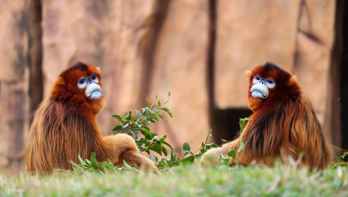 Công viên động vật hoang dã Thượng Hải