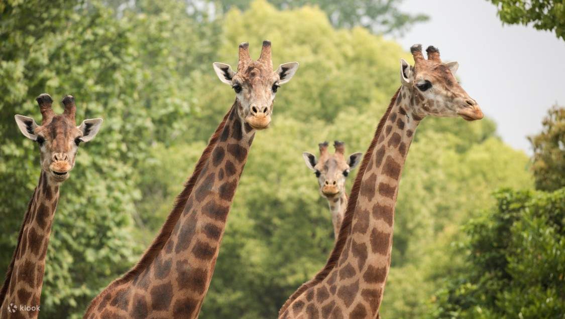 Công viên động vật hoang dã Thượng Hải