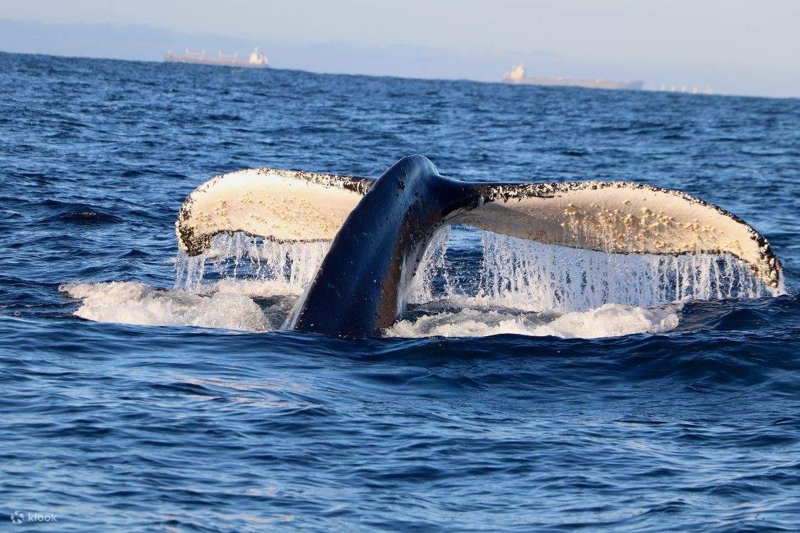 Newcastle Whale Watching Cruise Klook Australia