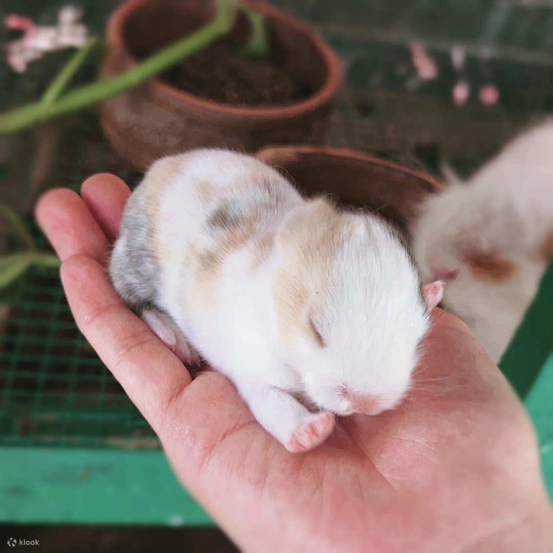 Penang: Balik Pulau, pittura batik e mini zoo con animali da accarezzare