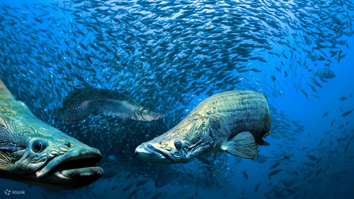 水族馆