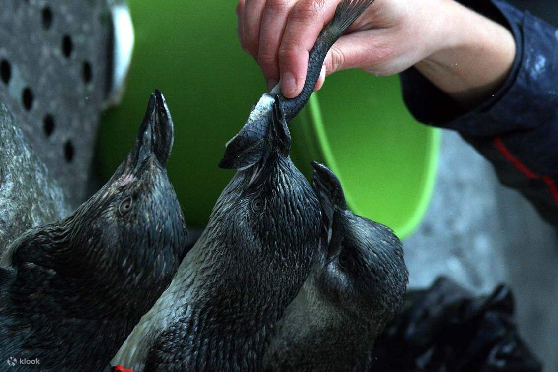 Vé Trung Tâm Động Vật Hoang Dã West Coast