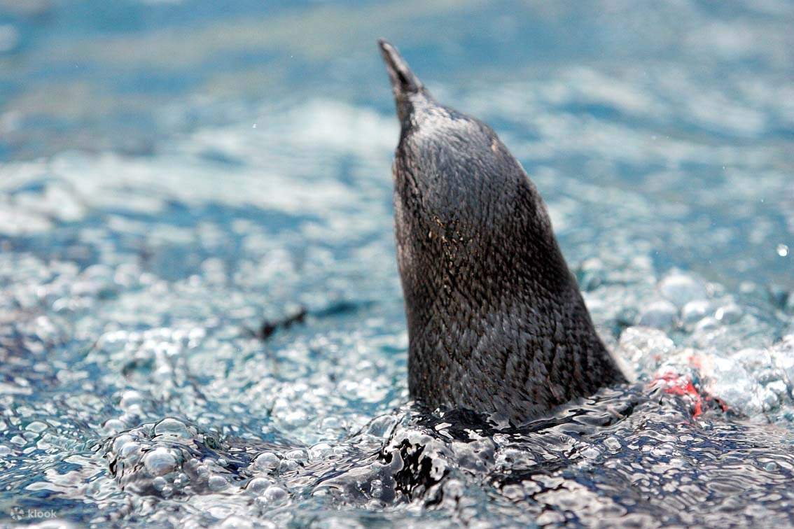 Vé Trung Tâm Động Vật Hoang Dã West Coast