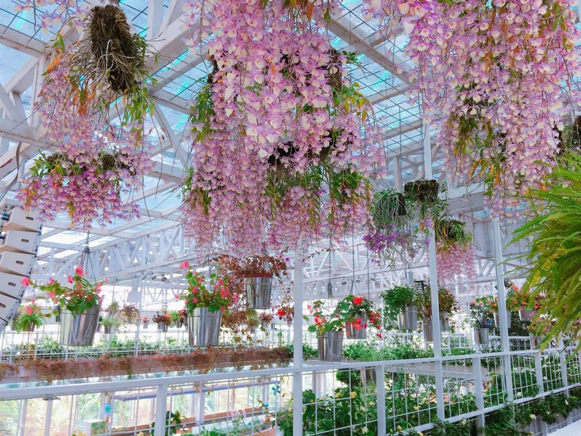 Walk into Vanilla Feifei, admire the surrounding plants and flowers, and find your inner peace