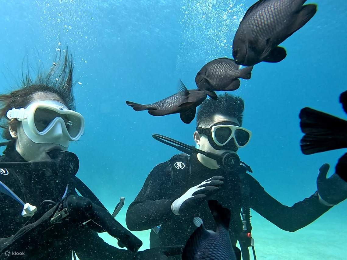 Okinawa - Miền Bắc | Lặn biển bằng ống thở • Lặn biển có chứng chỉ • Lặn biển trải nghiệm | Vịnh Gorilla | Huấn luyện viên tiếng Quảng Đông | Chụp ảnh và quay phim GoPro miễn phí | Tự do bơi lội ở biển Okinawa xinh đẹp | Gần Thủy cung Churaumi Okinawa