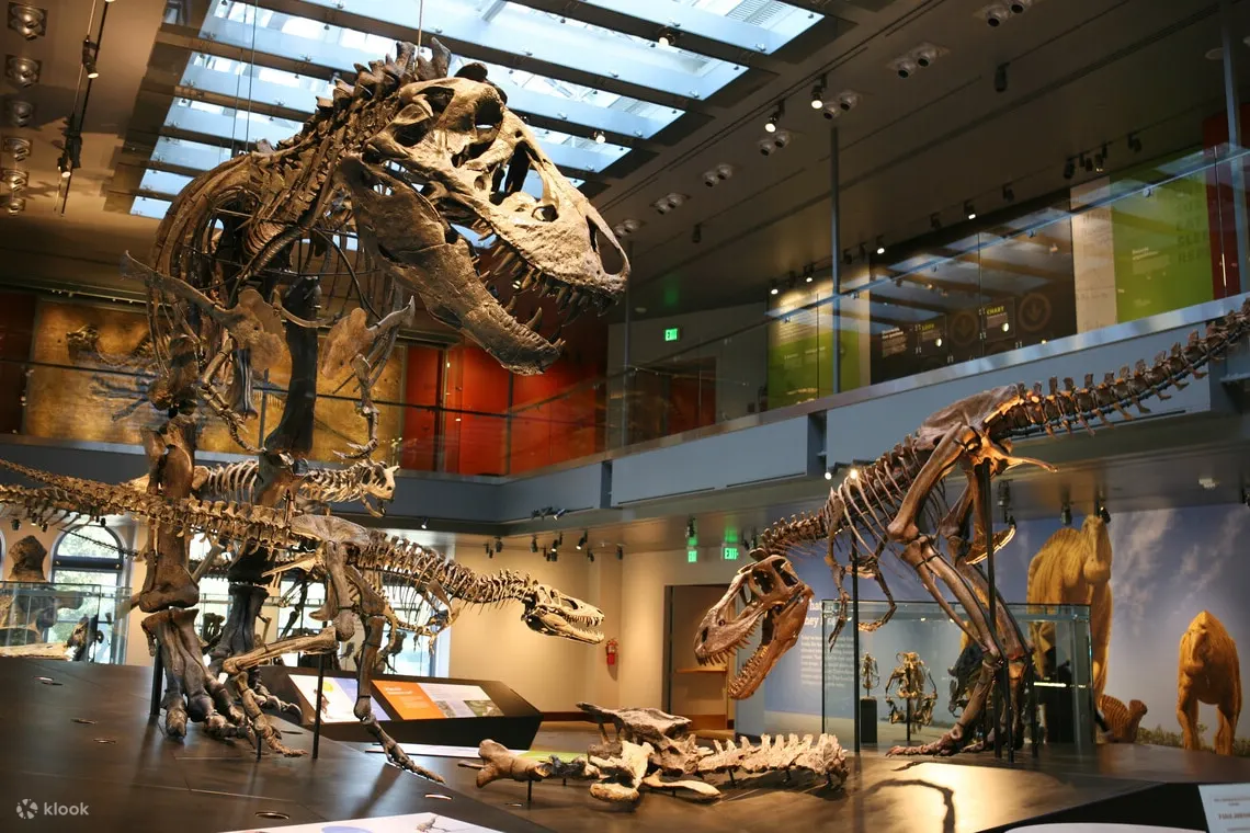 Skeletons of dinosaurs