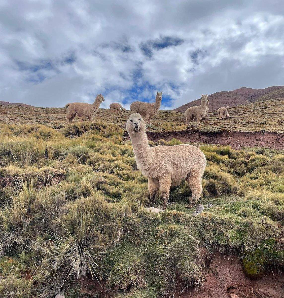 Marcapomacocha Lakeside Route Klook United Kingdom