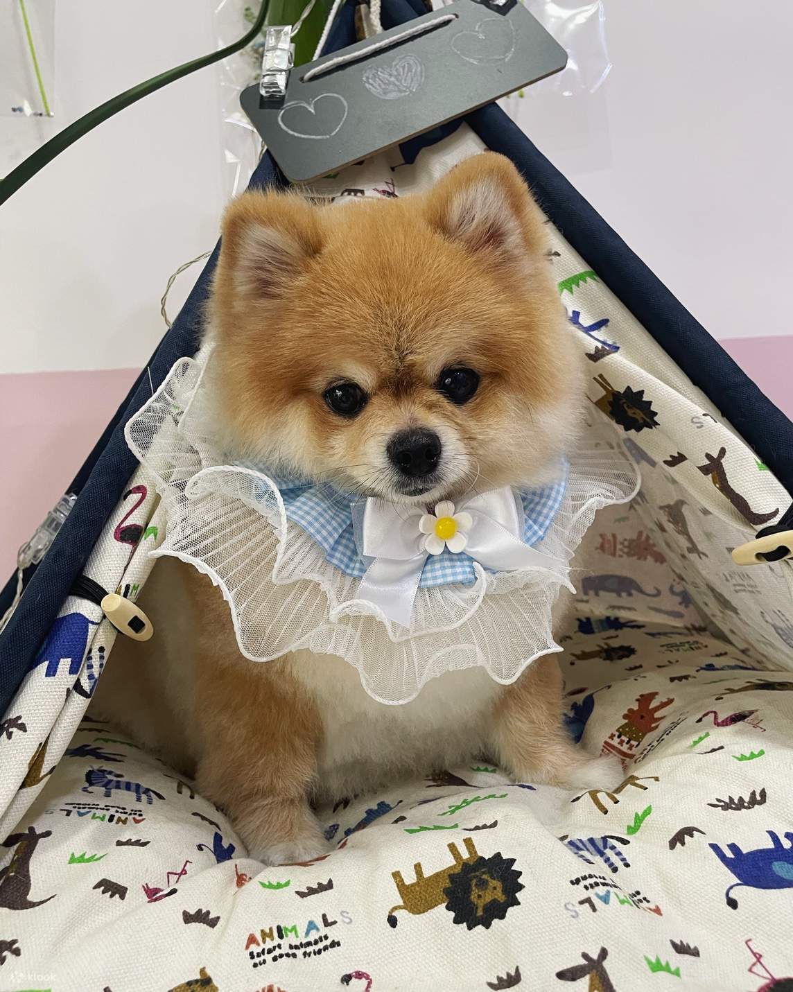 Taipeh: Aibo Pet Grooming - Baden und Styling