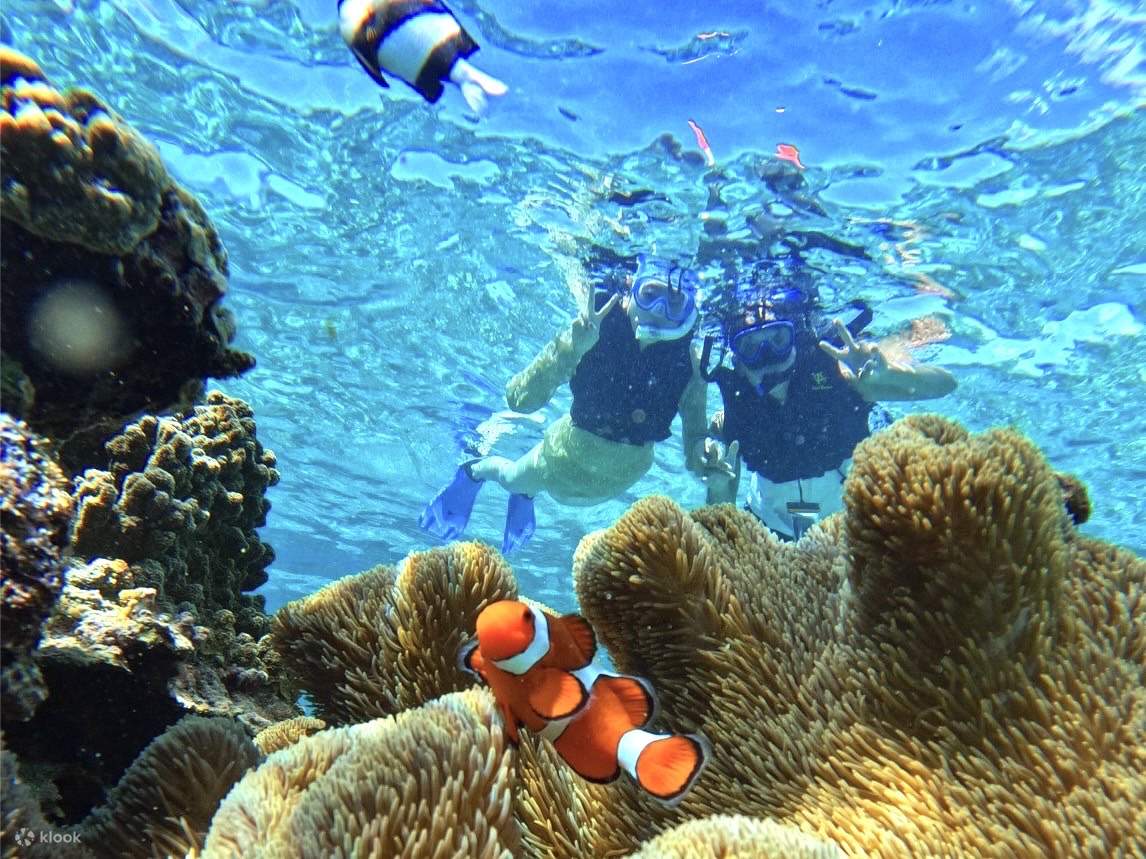 Temui ikan badut dan pelbagai hidupan laut yang lain