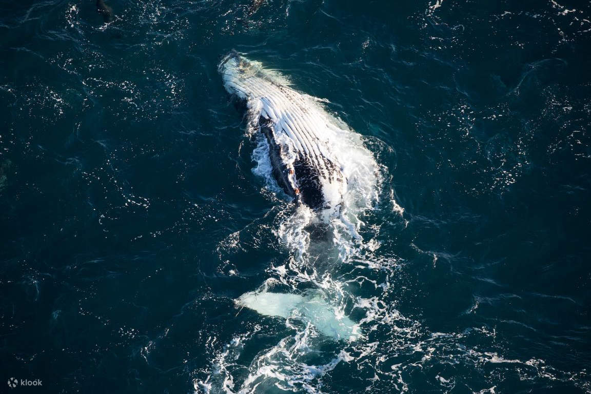 ホエールウォッチング