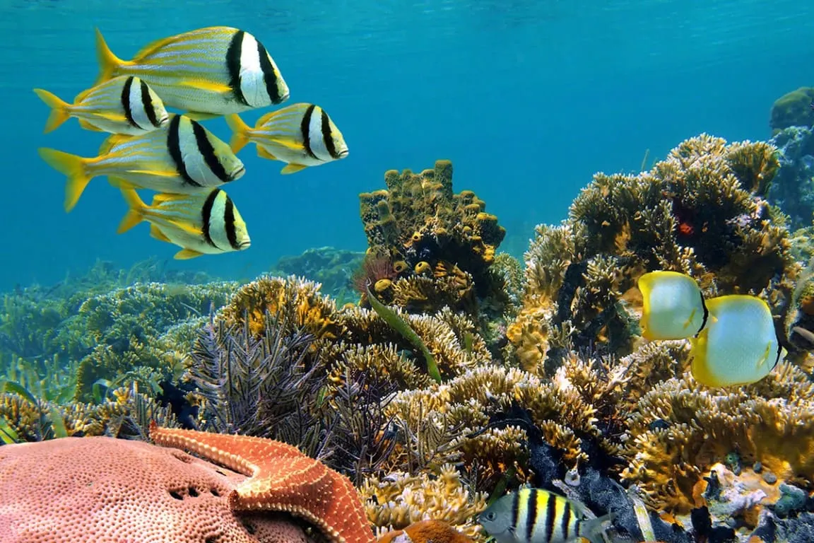 Snorkeling di Pulau Menjangan - Klook Indonesia