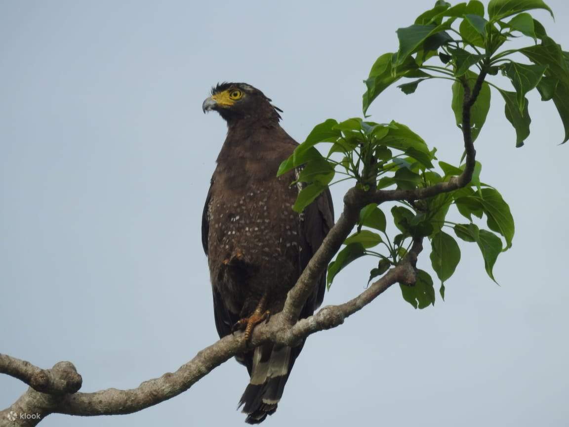 Uccelli nel Parco Nazionale di Bundala