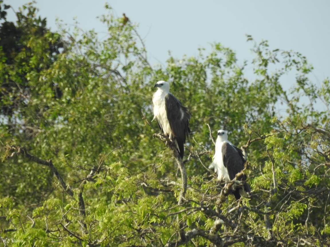 ブンダラ国立公園 半日／1日サファリ
