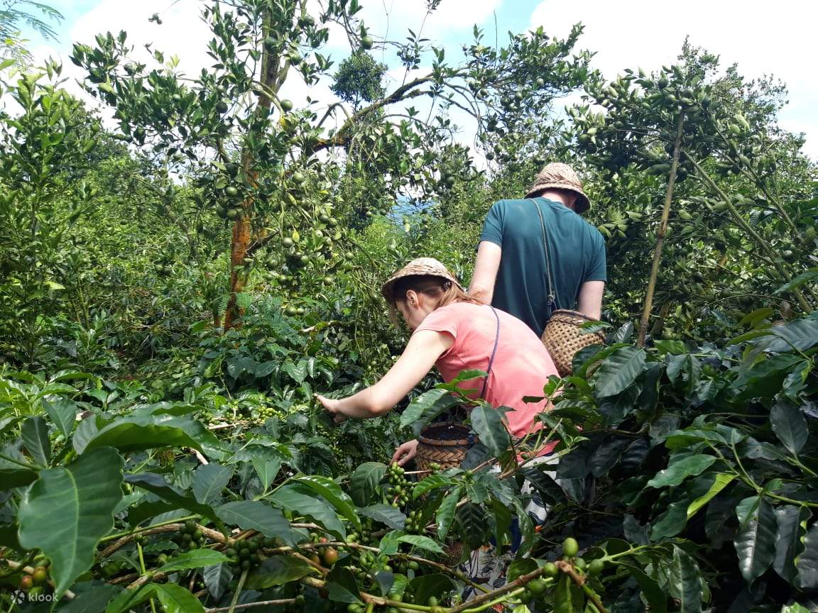 Coffee Plantation Visit with Luwak Coffee Tasting Experience in Bali