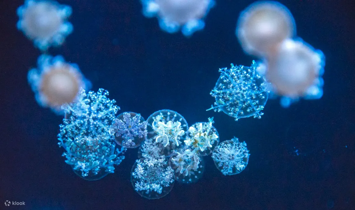 黑暗中各式水母在水中漂浮的模樣十分療癒