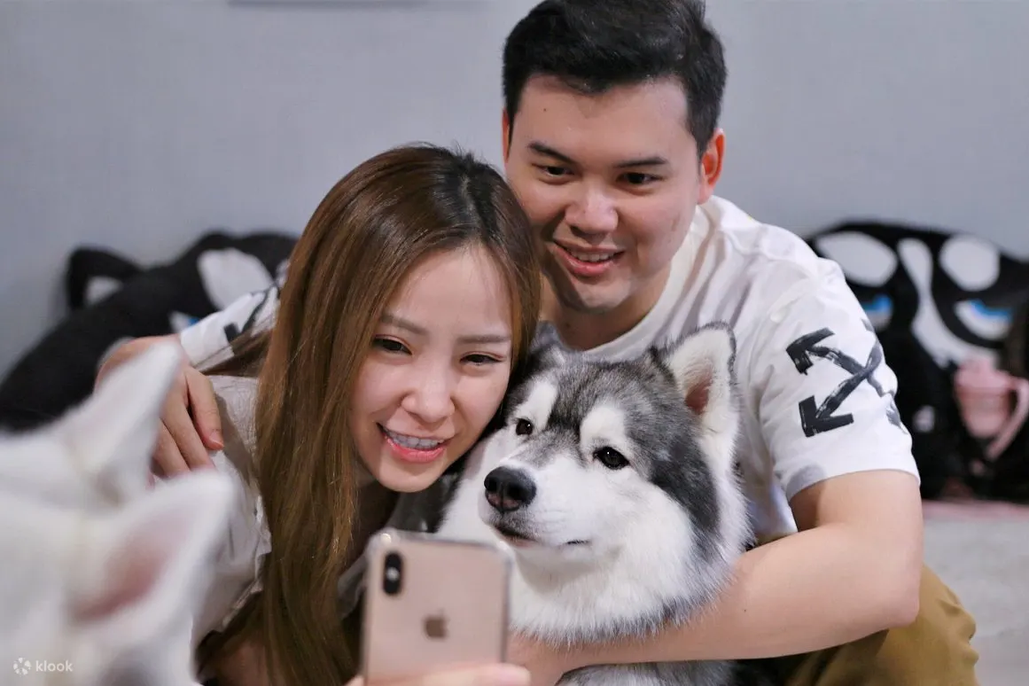 马六甲西伯利亚雪橇犬体验中心
