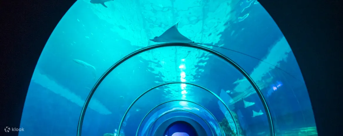 澎湖水族館必拍的大洋池海底隧道，抬頭仰望超過180度的全景海洋世界