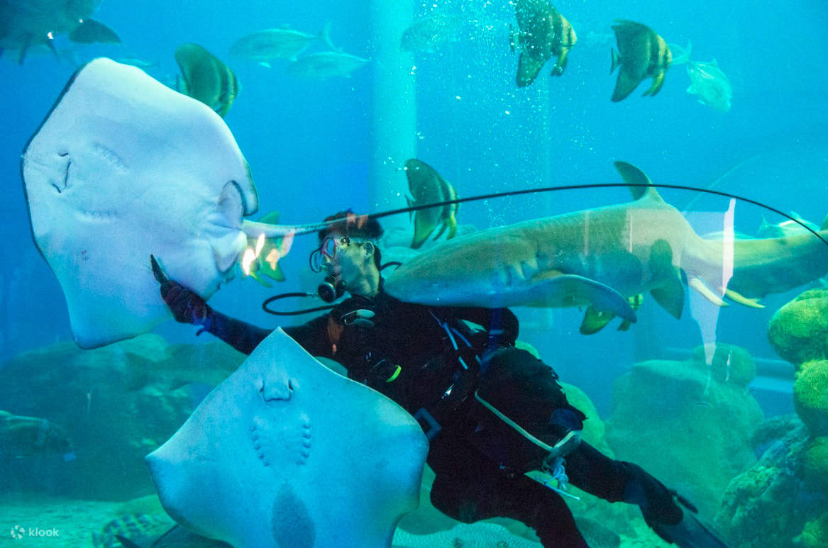 精彩的潛水餵食秀，潛水員與海洋生物及觀眾趣味互動，絕無冷場