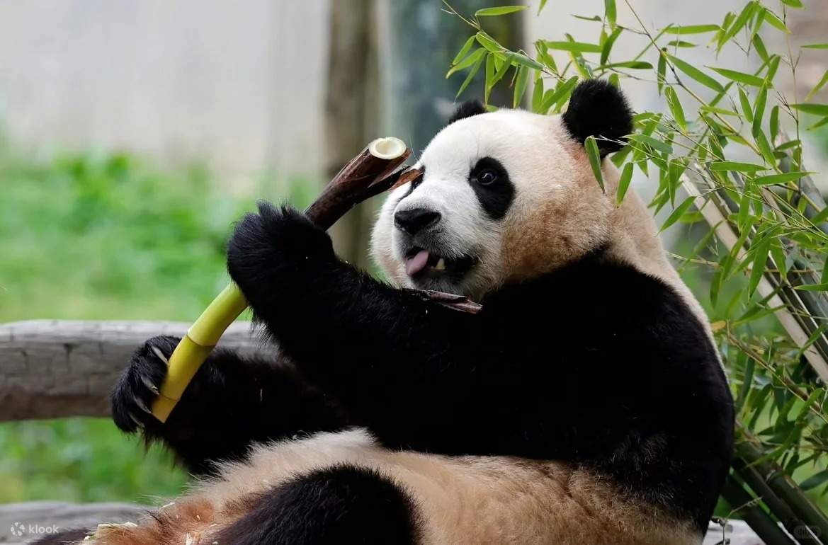 卧龙中华大熊猫苑神树坪基地一日游/包车游- Klook客路