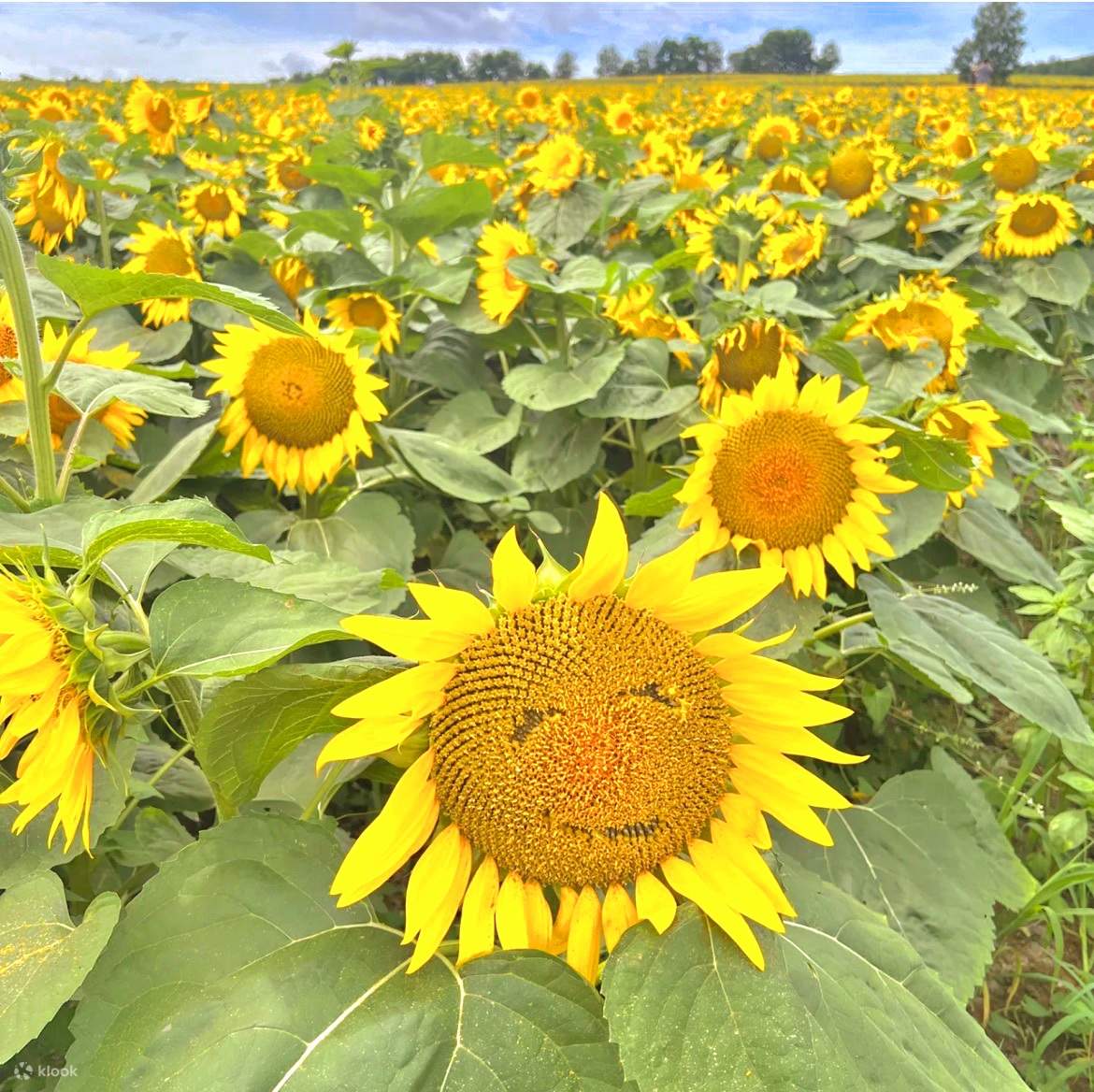 Hokkaido Asahiyama Zoo & Ueno Garden & Hokuryucho Sunflower