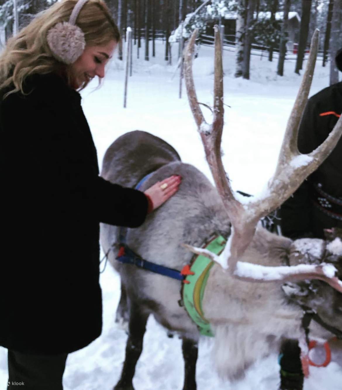 Lawatan ke Ladang Rusa Kutub yang Autentik