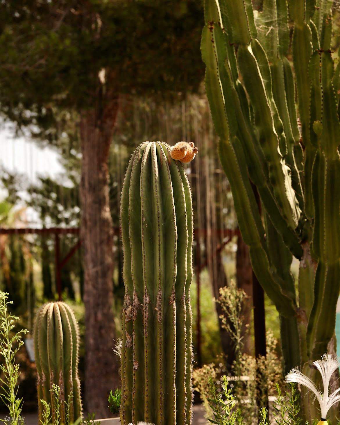 ทัวร์สวนพฤกษศาสตร์เทคโนโลยีชีวภาพ อิบิซา