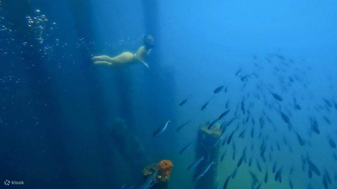 Busselton Jetty and Underwater Sculptures Dive
