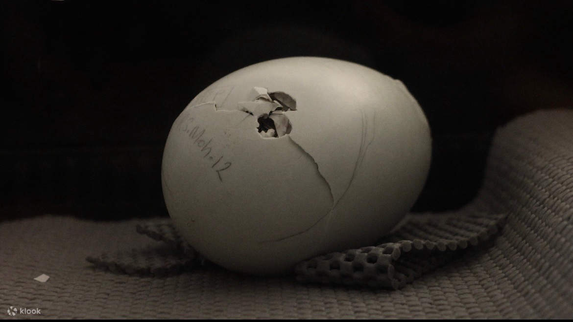 新西兰奇异鸟保育中心