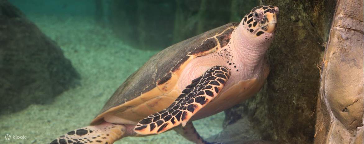 澎湖水族館重視生態教育，希望大家參觀完水族館後，能有正確的保育觀念