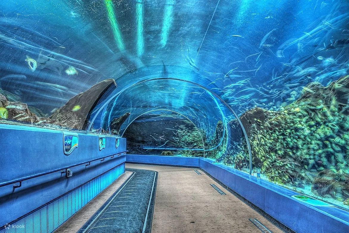 令人惊叹的水族馆景观沉浸在充满丰富多彩海洋生物的充满活力的海底世界