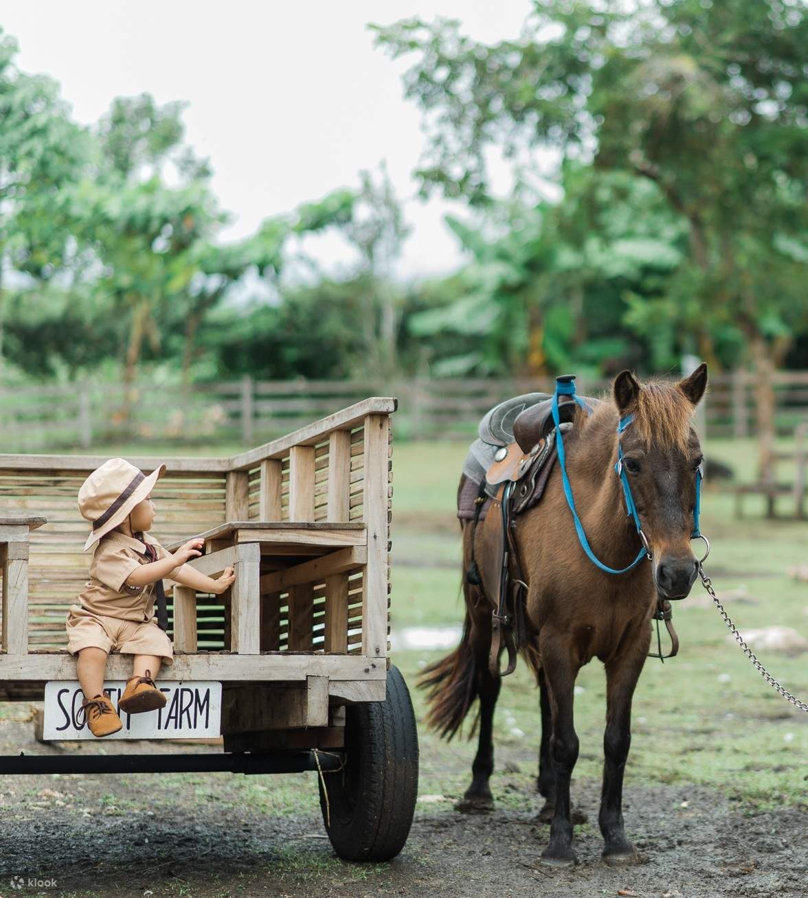 Pferd auf der Süd-Farm