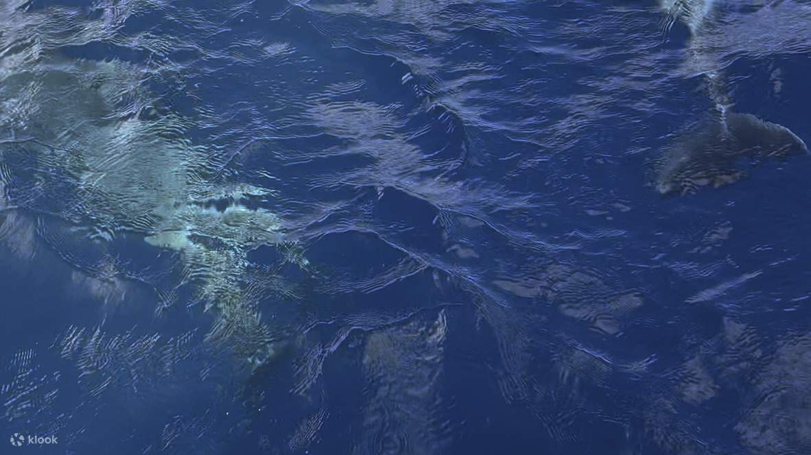 Perjalanan Melihat Ikan Paus Persendirian Bot Sukan (sarapan percuma)