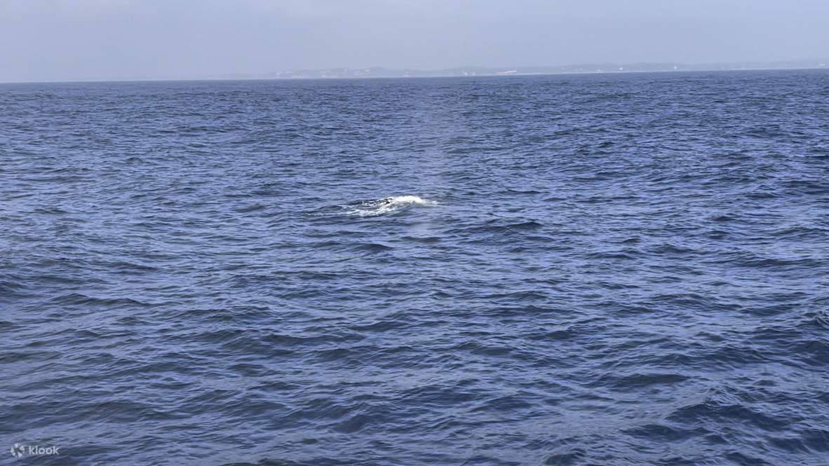 Perjalanan Melihat Ikan Paus Persendirian Bot Sukan (sarapan percuma)