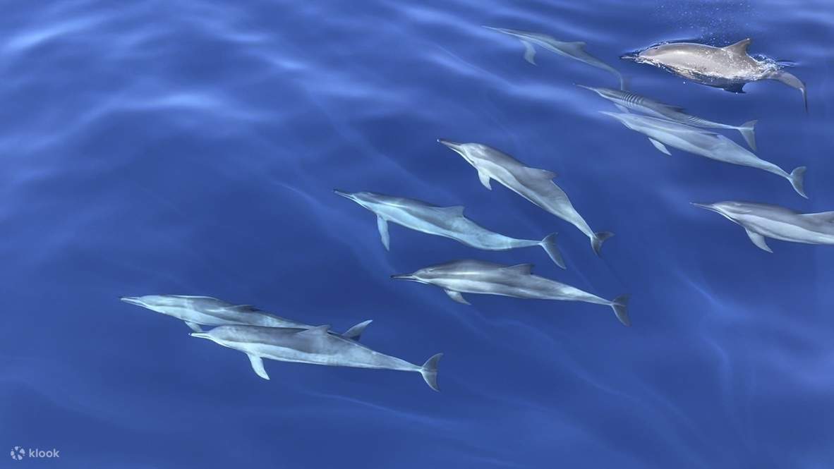 Walbeobachtung Mirissa mit Chaminda mit Frühstück & Abholung