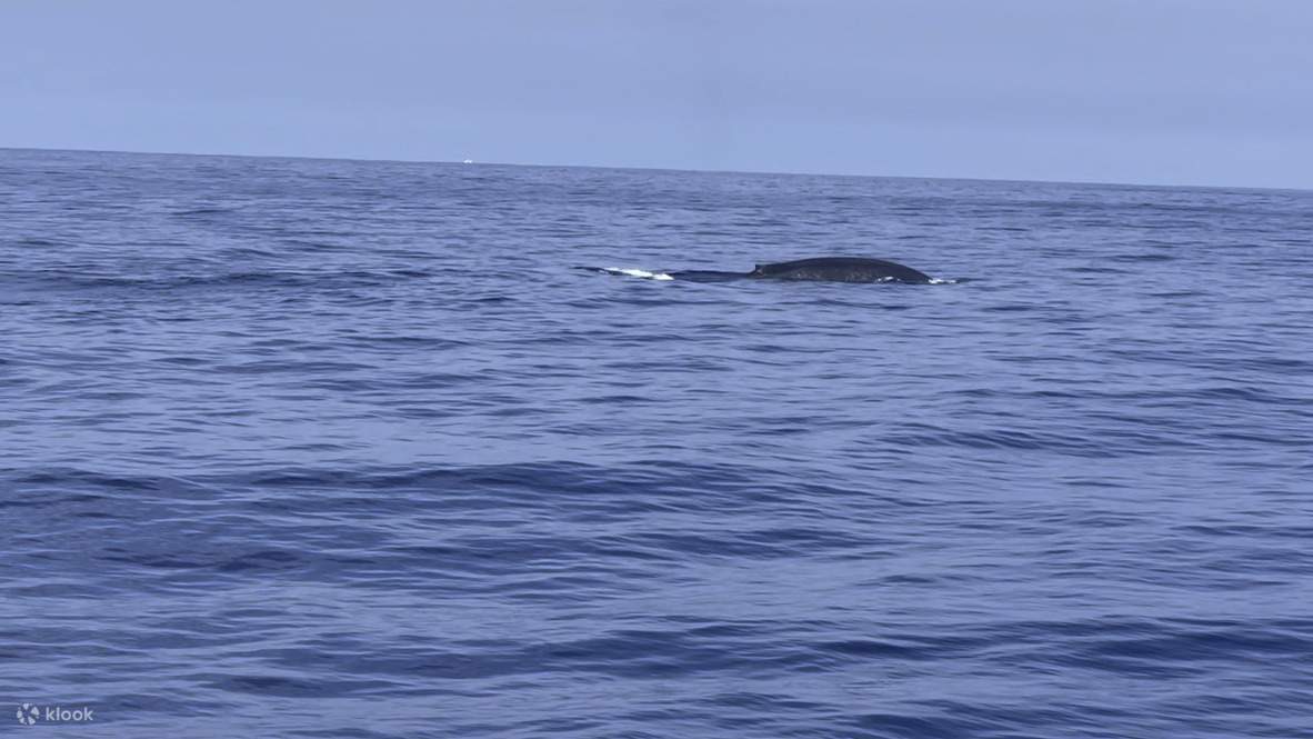 Walbeobachtung Mirissa mit Chaminda mit Frühstück & Abholung