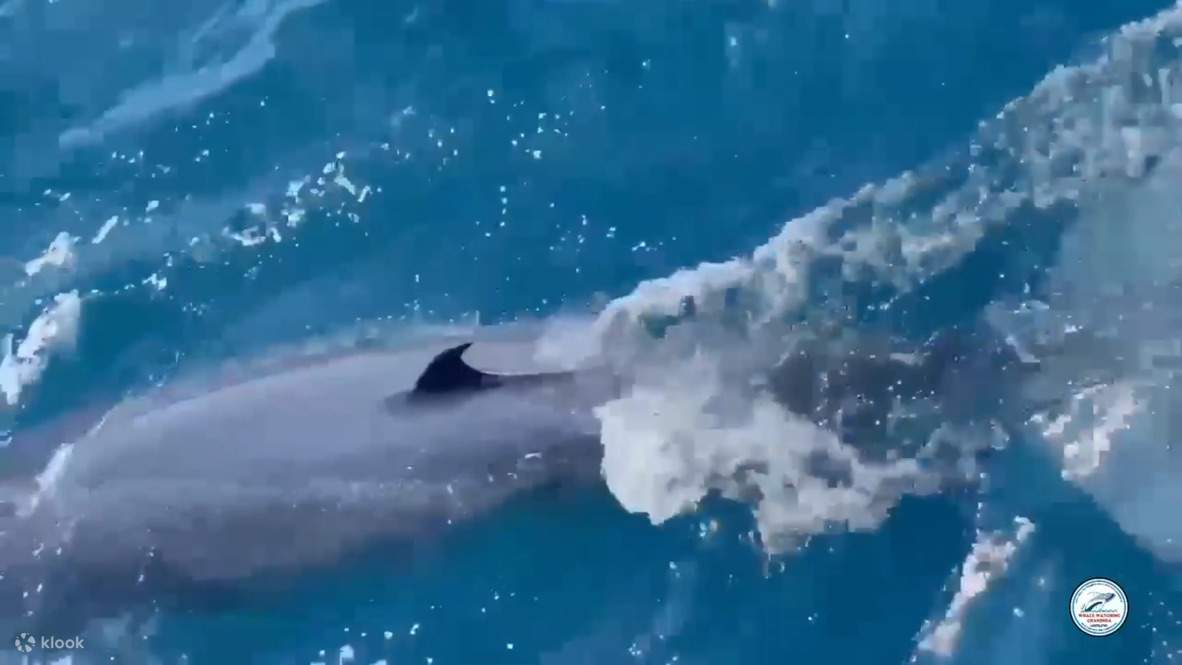 Avvistamento Balene a Mirissa con Chaminda con Colazione & Transfer