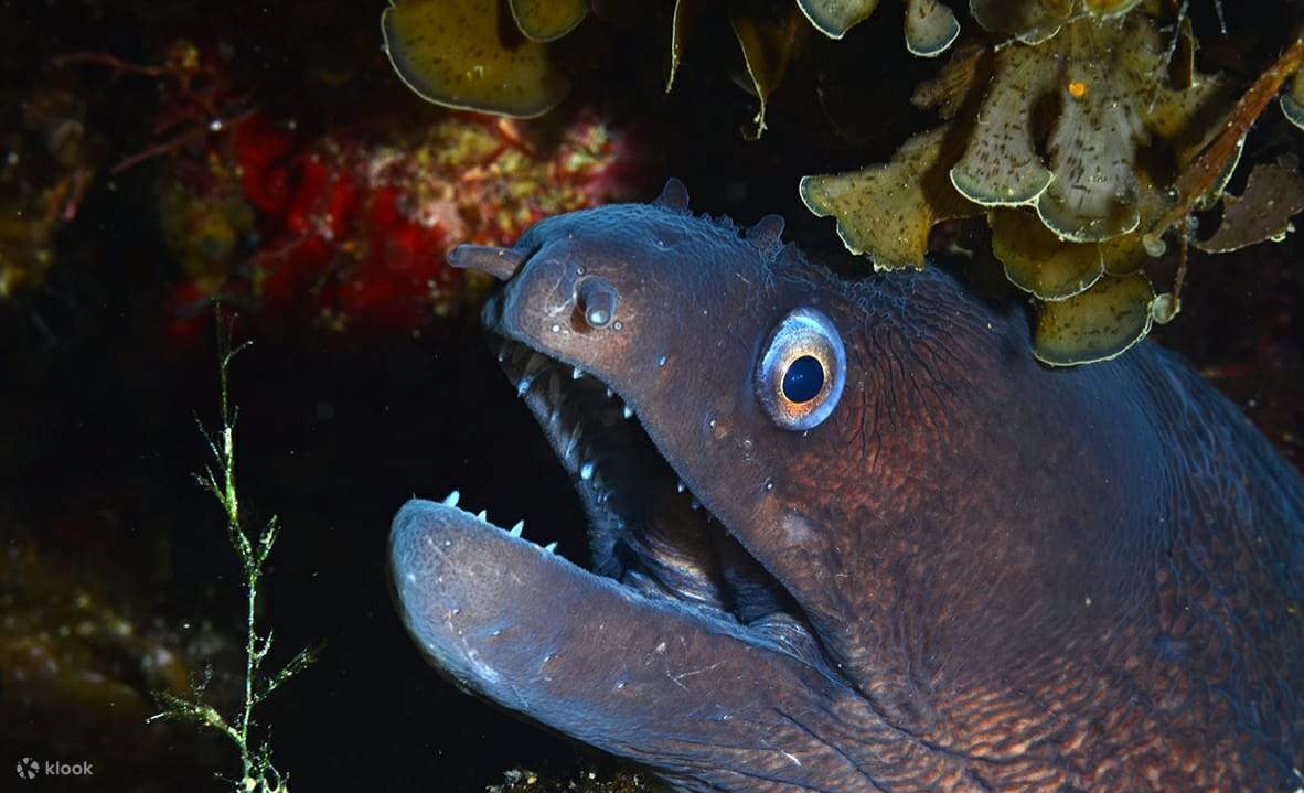 PADI 어드밴스드 오픈 워터 다이버