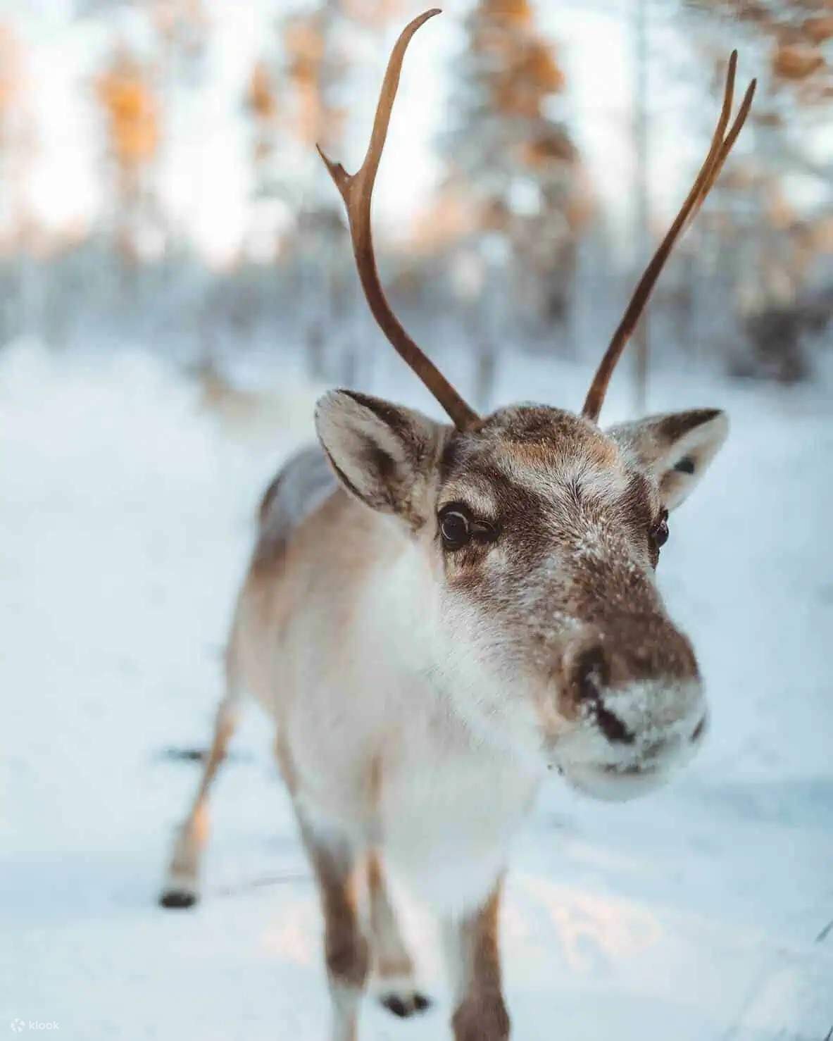 Посещение настоящей оленьей фермы