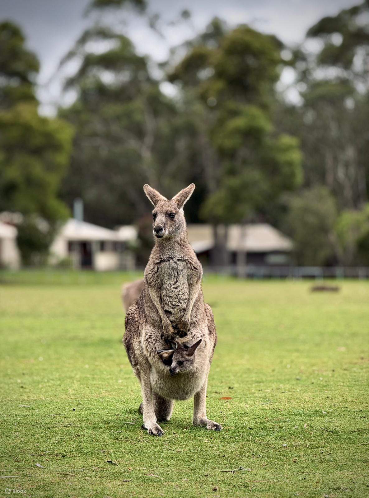 Weinproben Yarra Valley Touren ab Melbourne