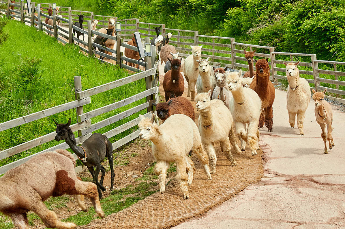 Van Ulang-alik antara Nami Island dan Petite France Village & Italian Village