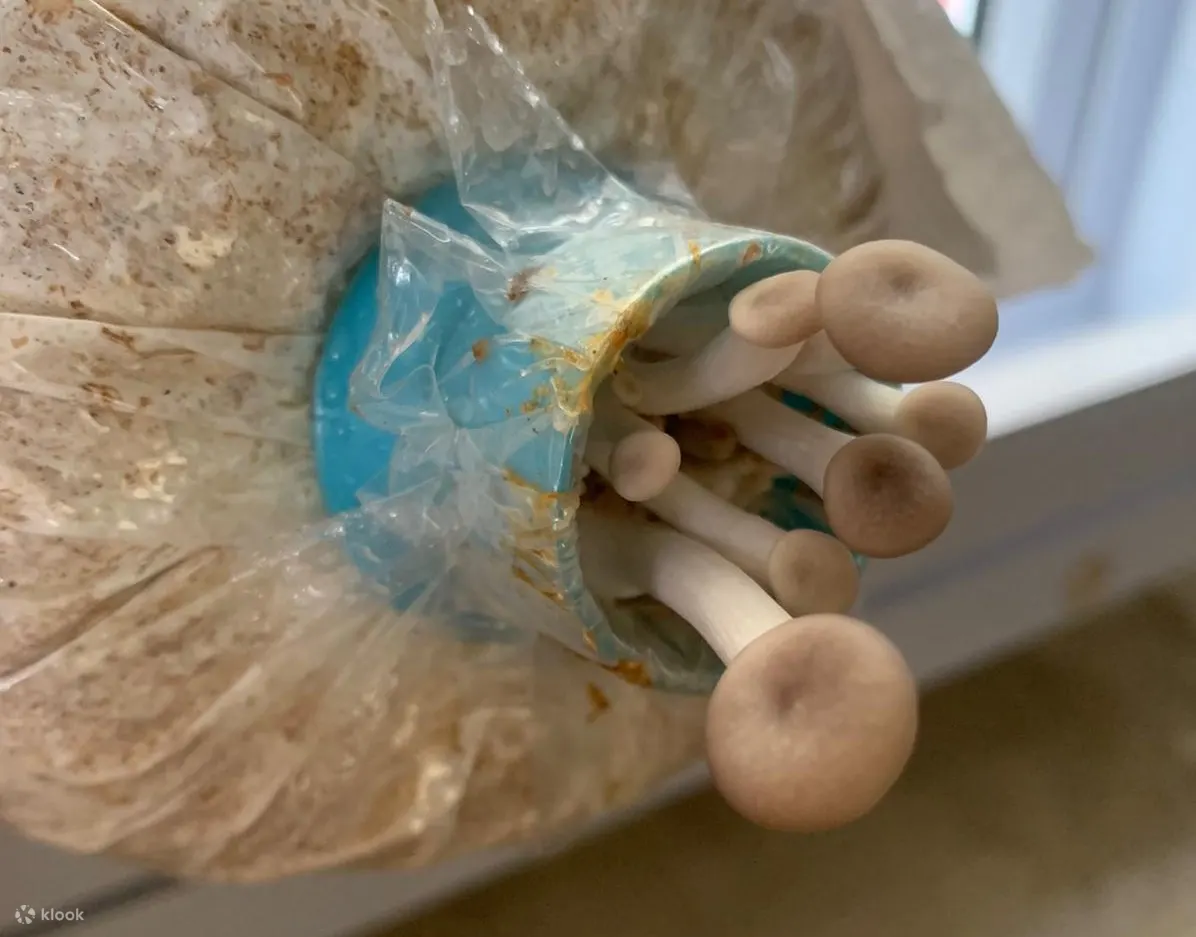 蘑菇种植