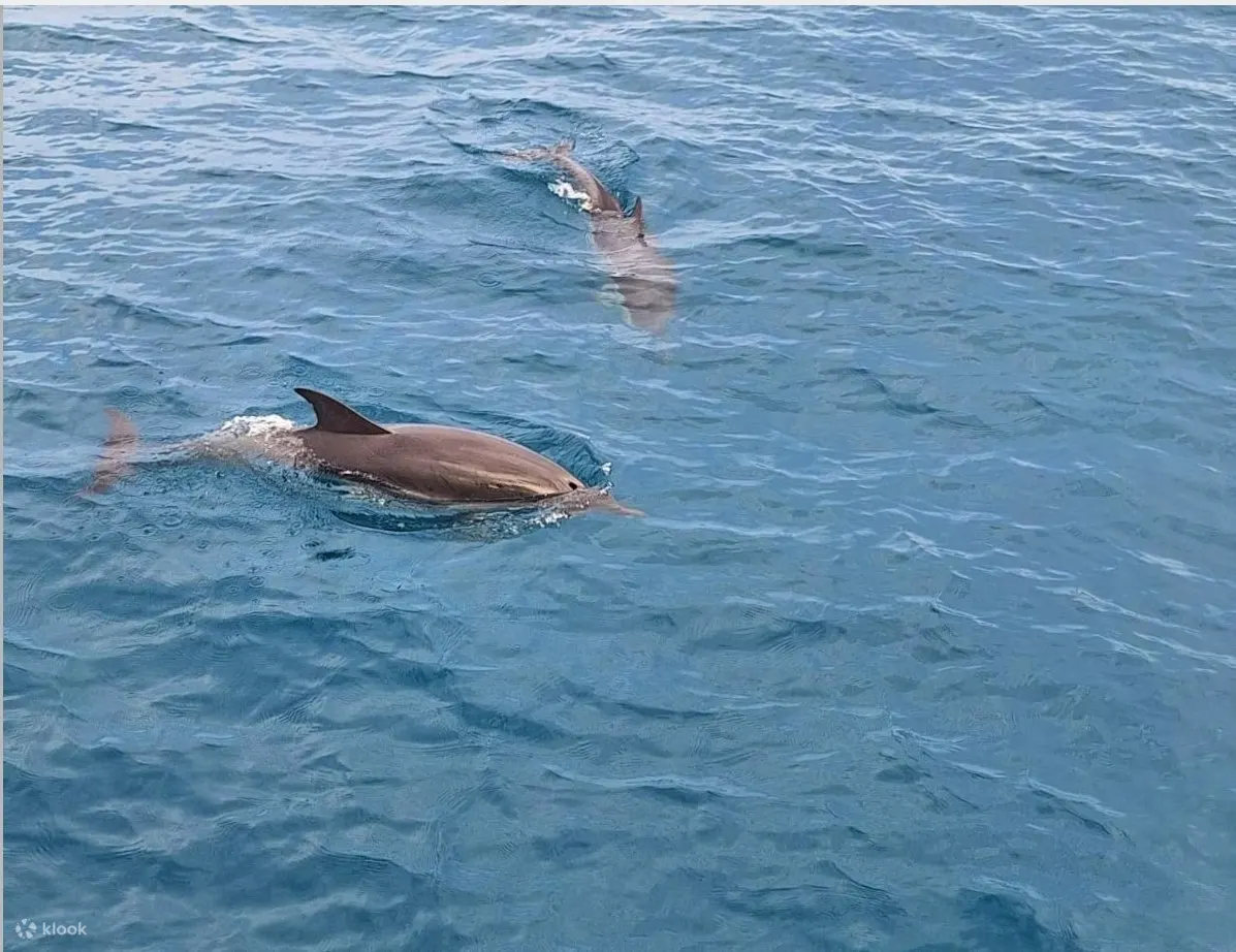 海豚