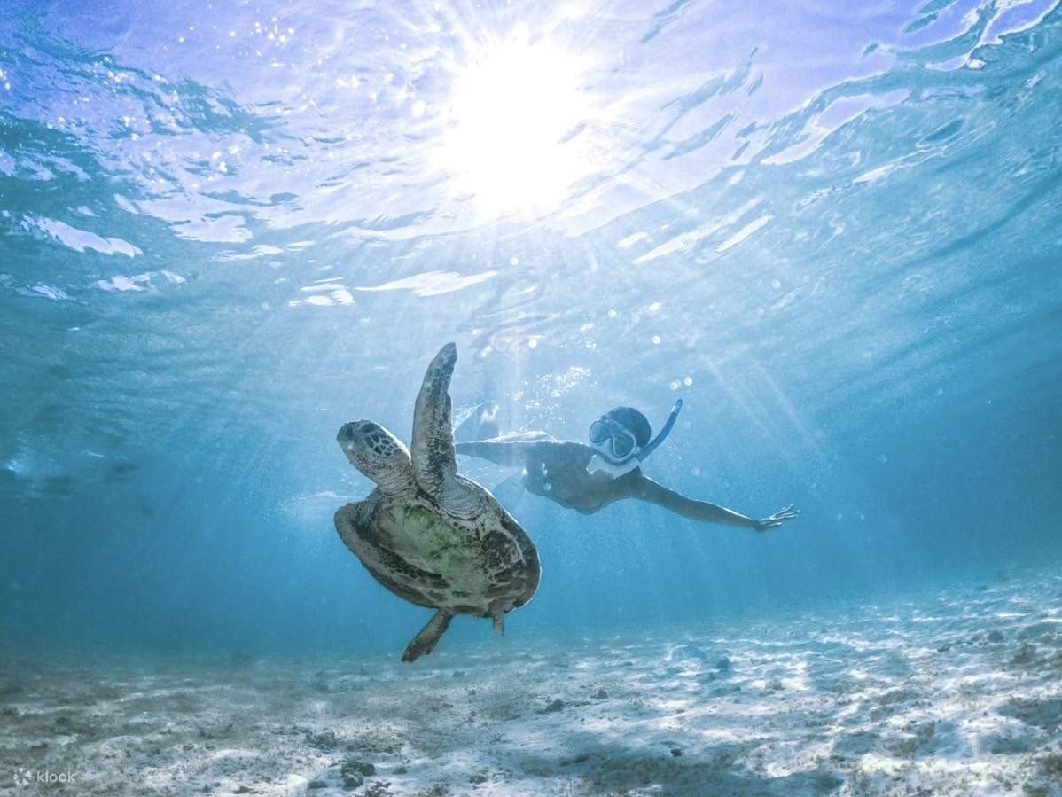 Peluang tinggi untuk bertemu penyu laut