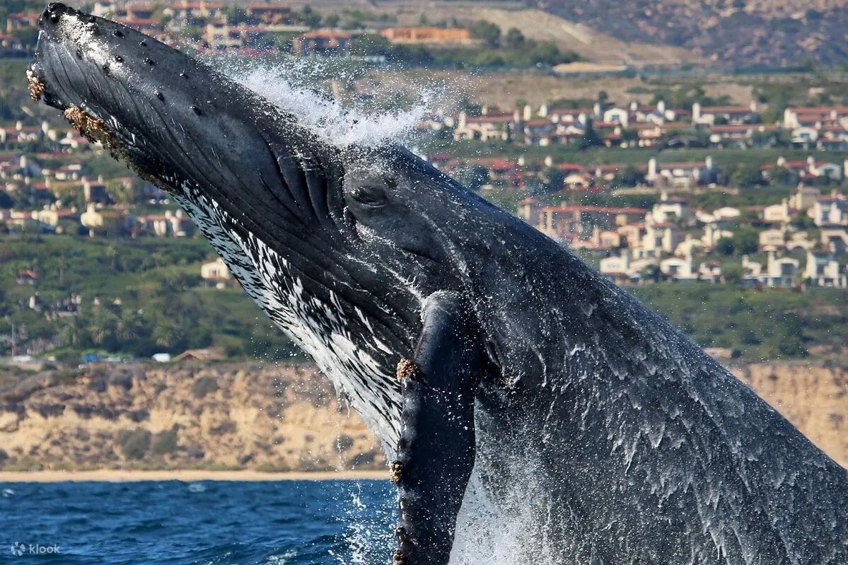 A whale jumping out of the water