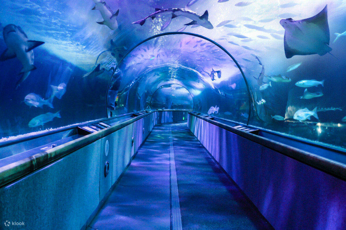Inside of an aquarium
