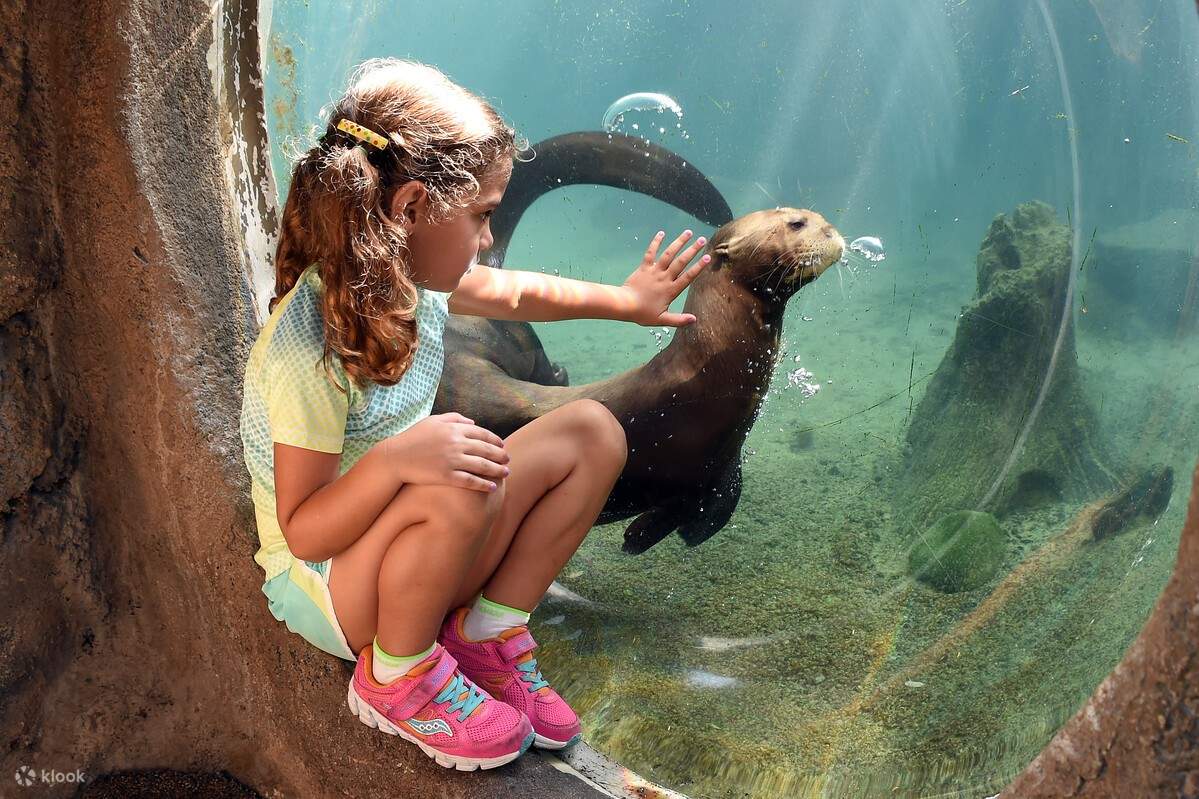 Kind schaut einem Seelöwen zu