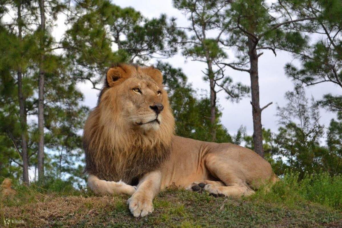 獅子在草地上休息