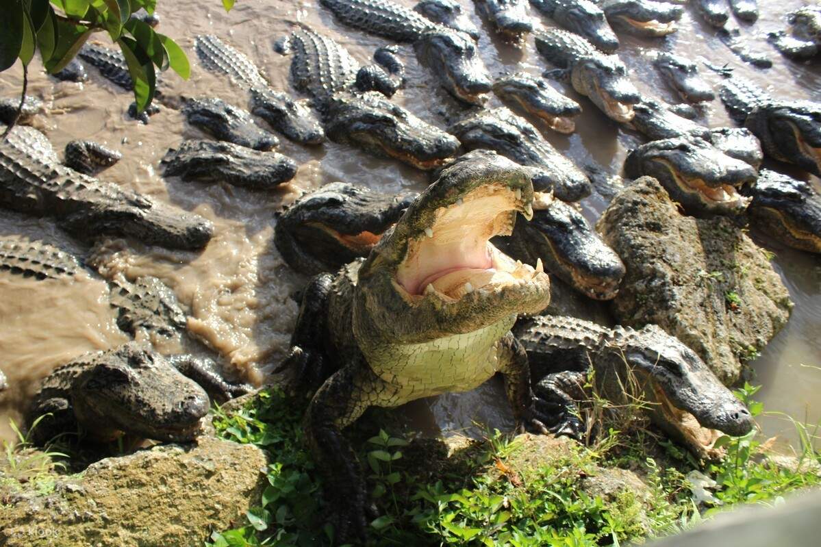 ワニの群れ